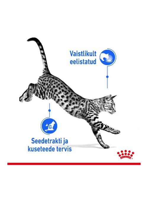 Royal Canin Indoor Jelly konserv kassidele