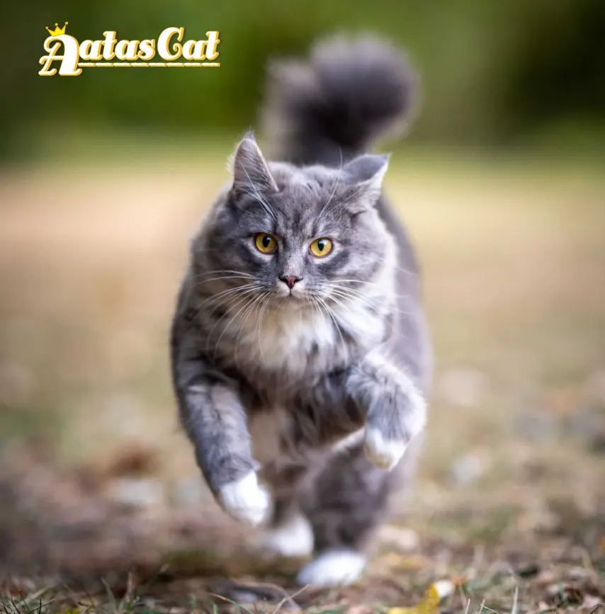 aatas-cat-brand