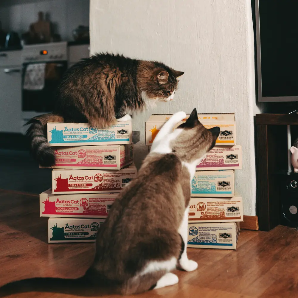 miks-aatas-cat