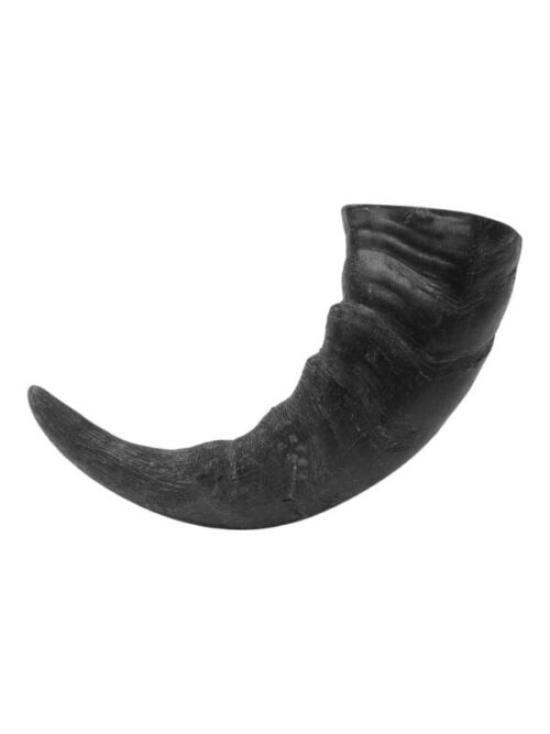 Pühvli sarve ots 1 tk, L