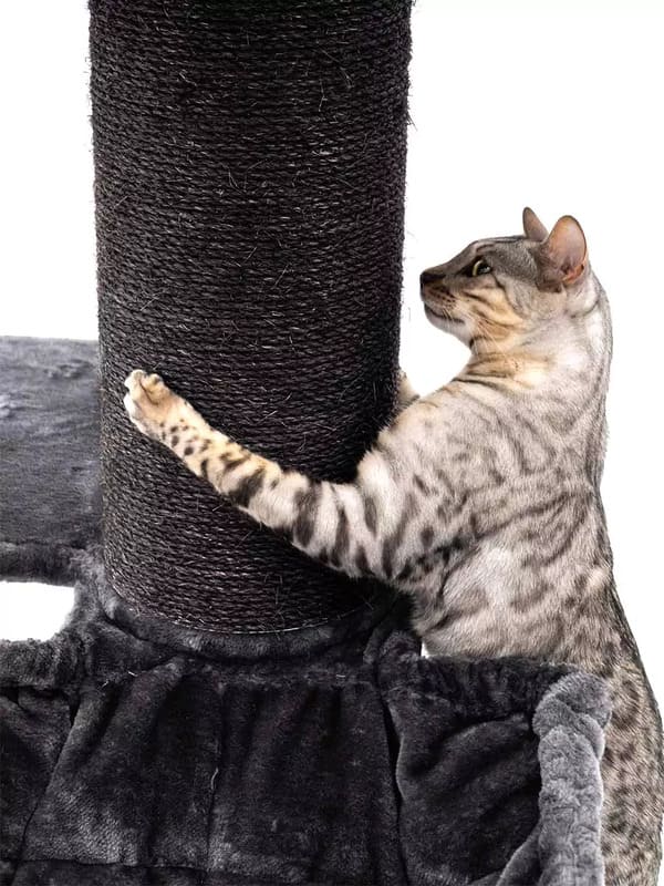 Kraapimispost Petrebels Maine Coon 127, pepper