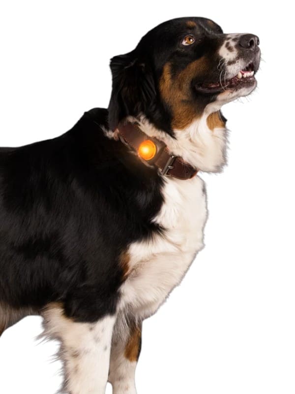 Nightwalk valgustus kaelarihmale, oranz