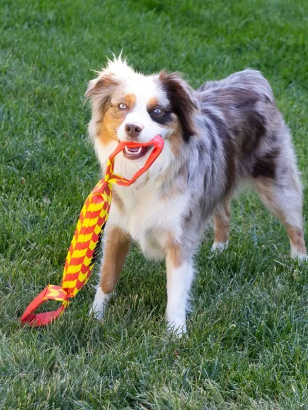 KONG Maxx Tug sikutamise mänguasi koerale