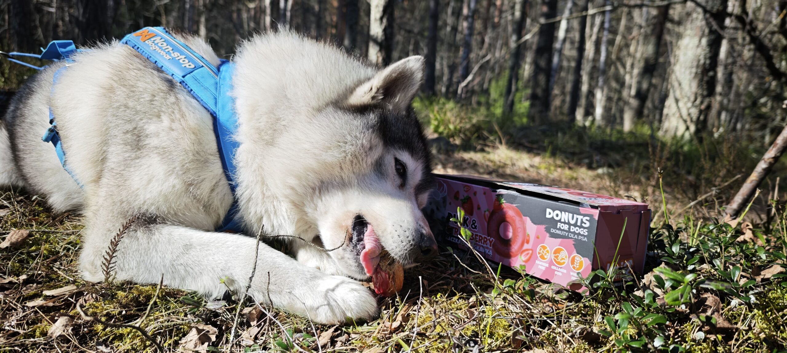 Uniq Pets sõõrikud koertele pardi ja maasikaga, 10x50g