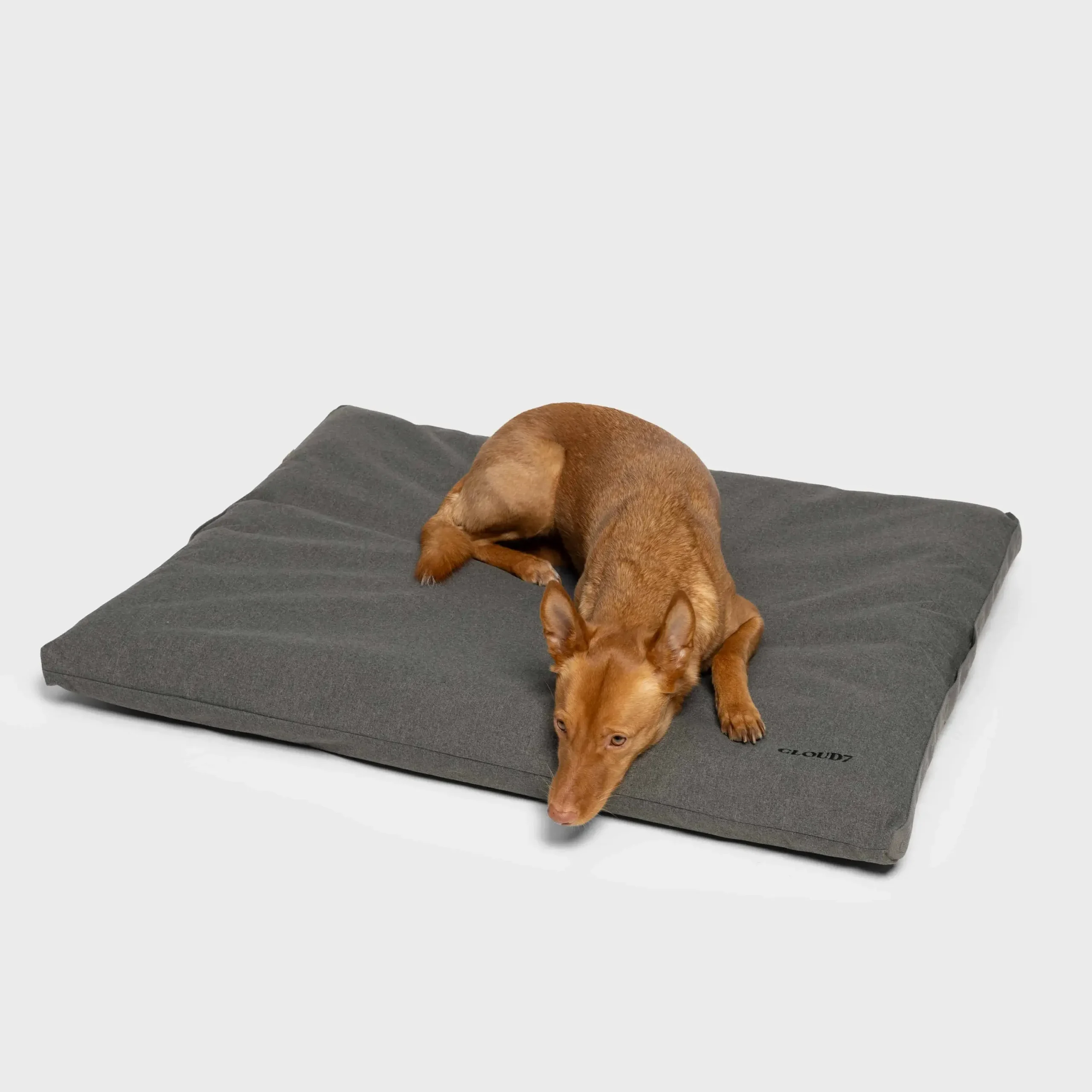 Koerte välivoodi Cloud7 Siesta Light Graphite, M